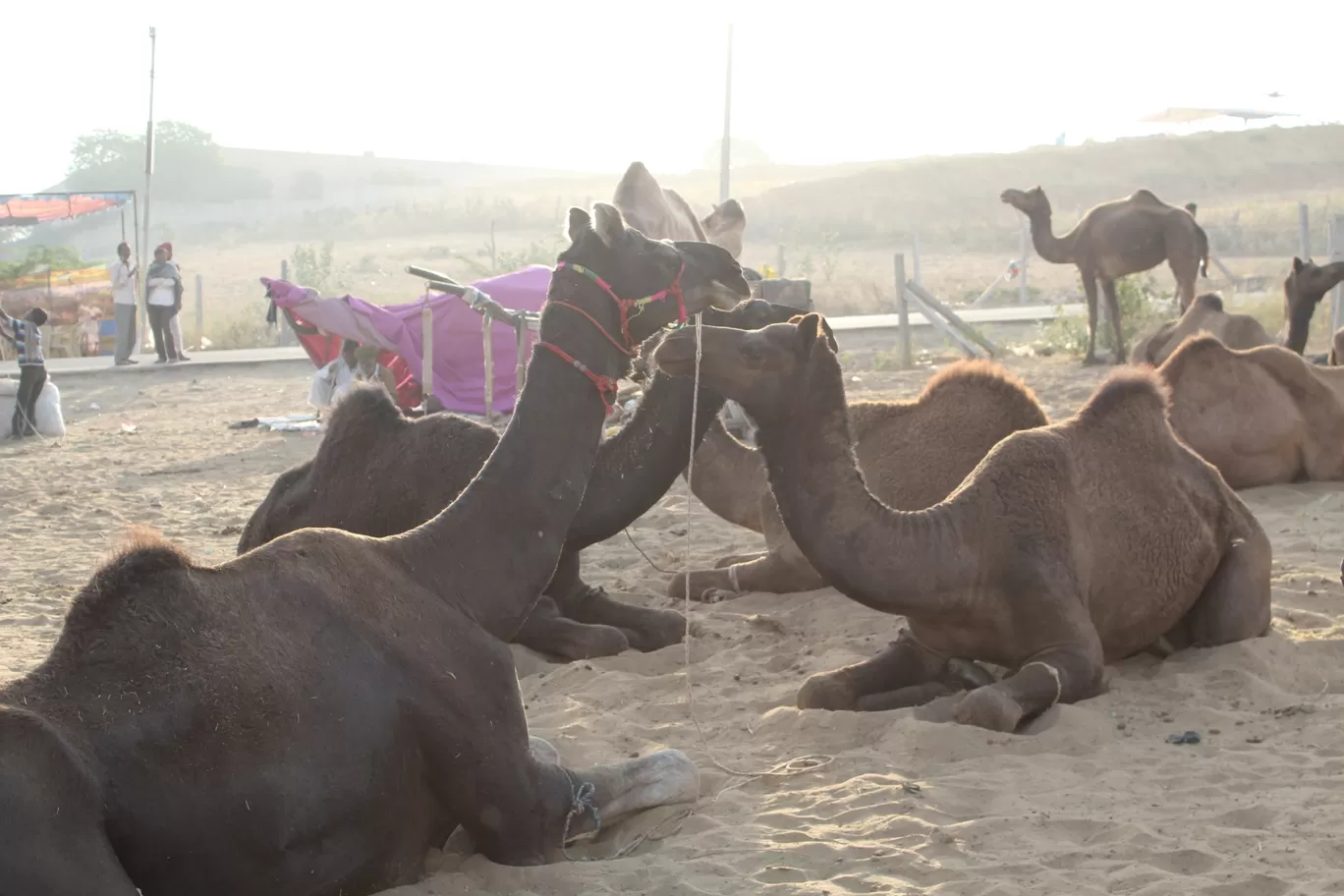 Photo of Pushkar By Maneesh Manu