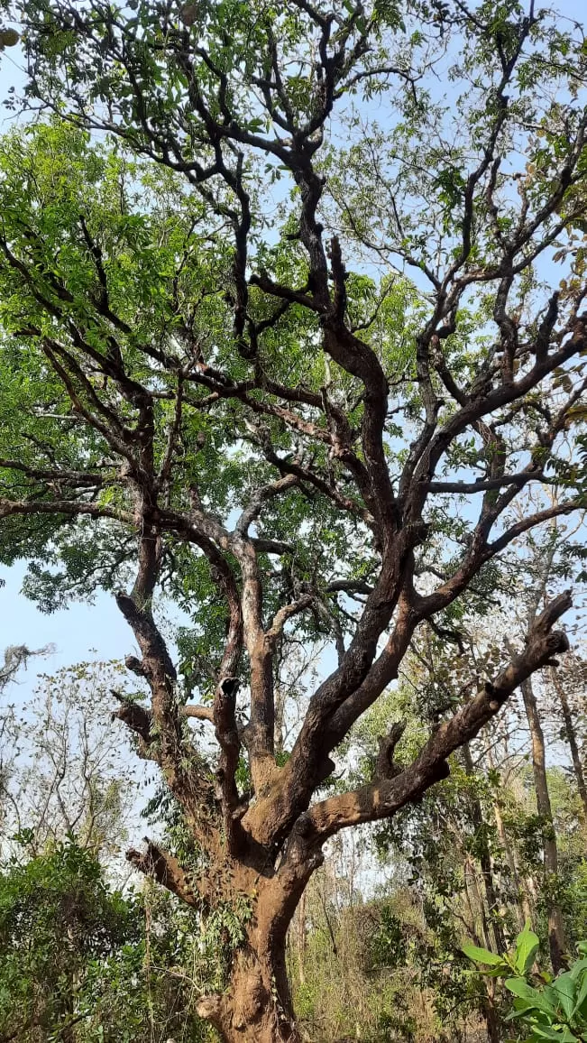 Photo of Chorão Island By Yashodhara Roy