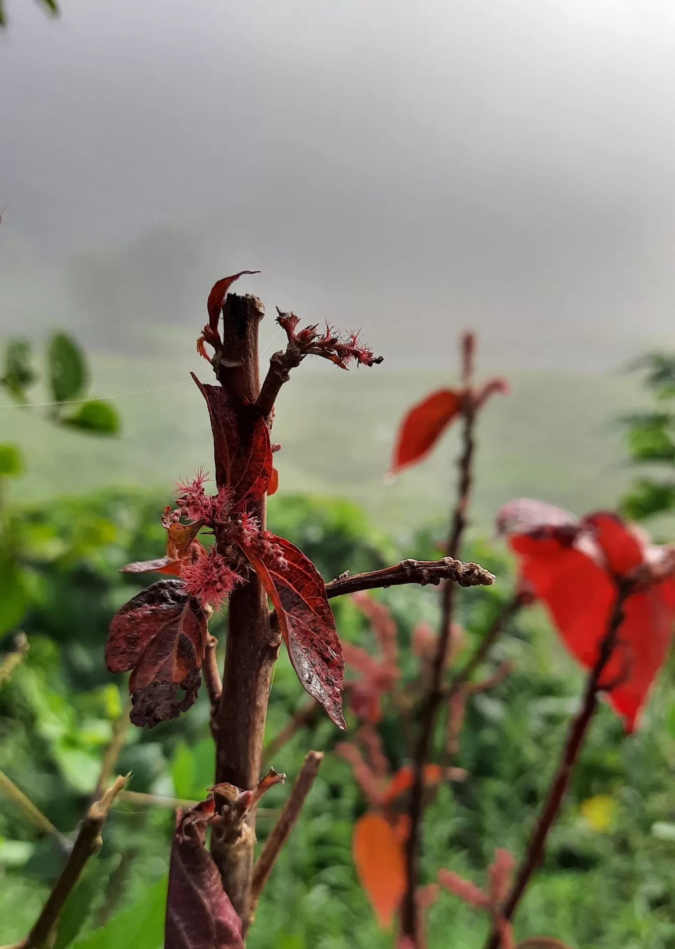 Photo of Madikeri By Yashodhara Roy