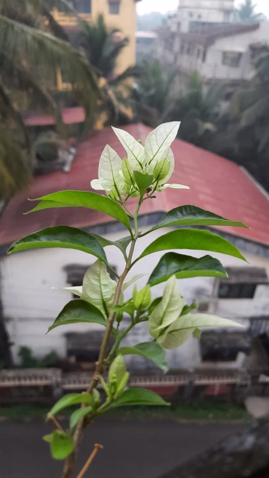 Photo of Goa By Yashodhara Roy