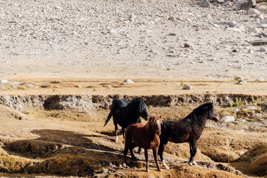 Photo of Ladakh By Explore_with_Mohini