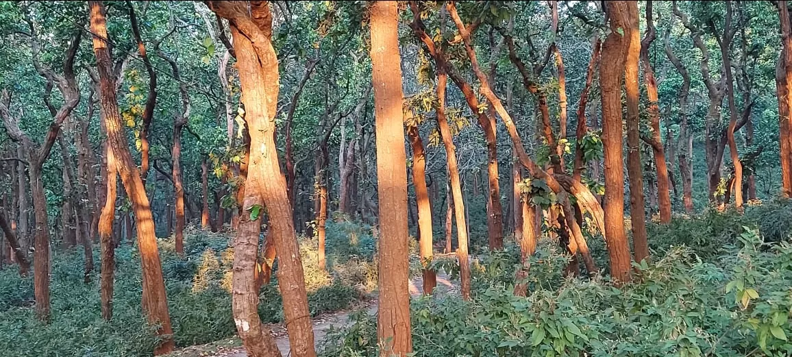 Photo of Panchmarhi Hill Station By Vivekanand Tiwari
