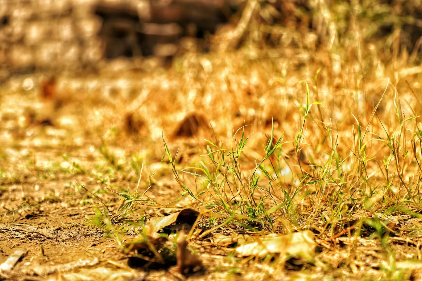 Photo of Mandore Garden By Kashish Lamba