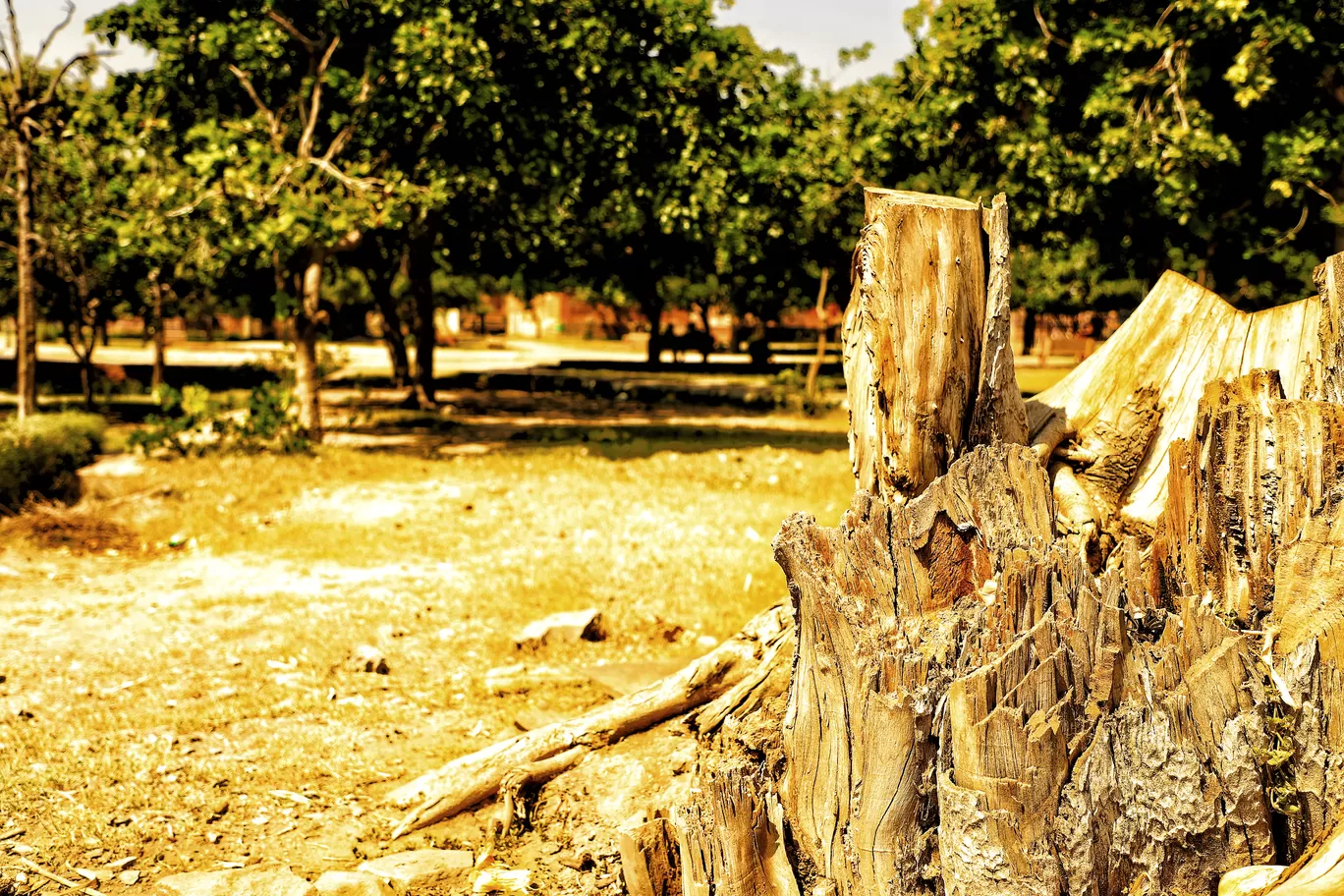 Photo of Mandore Garden By Kashish Lamba