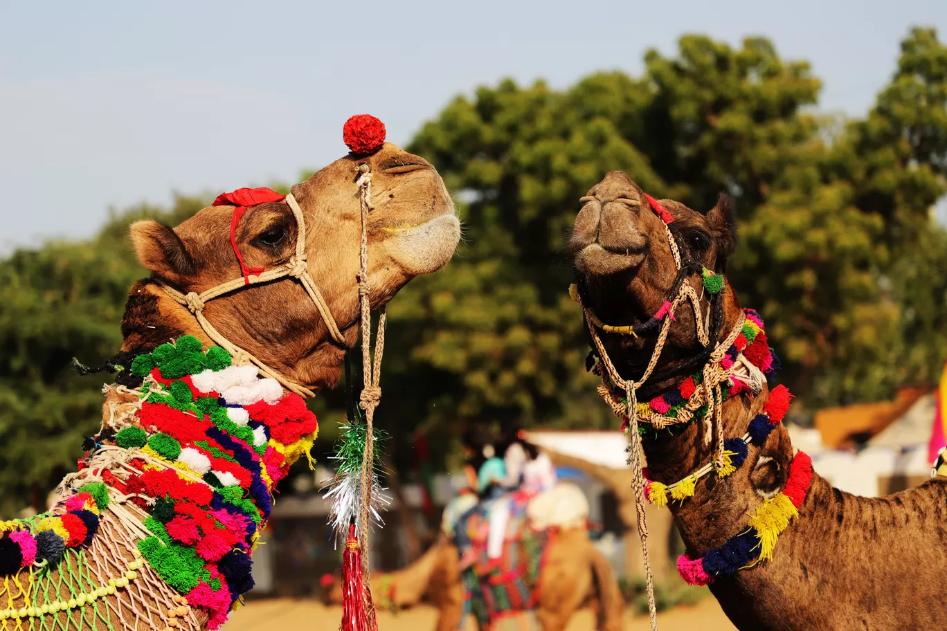 Photo of Pushkar By Kashish Lamba