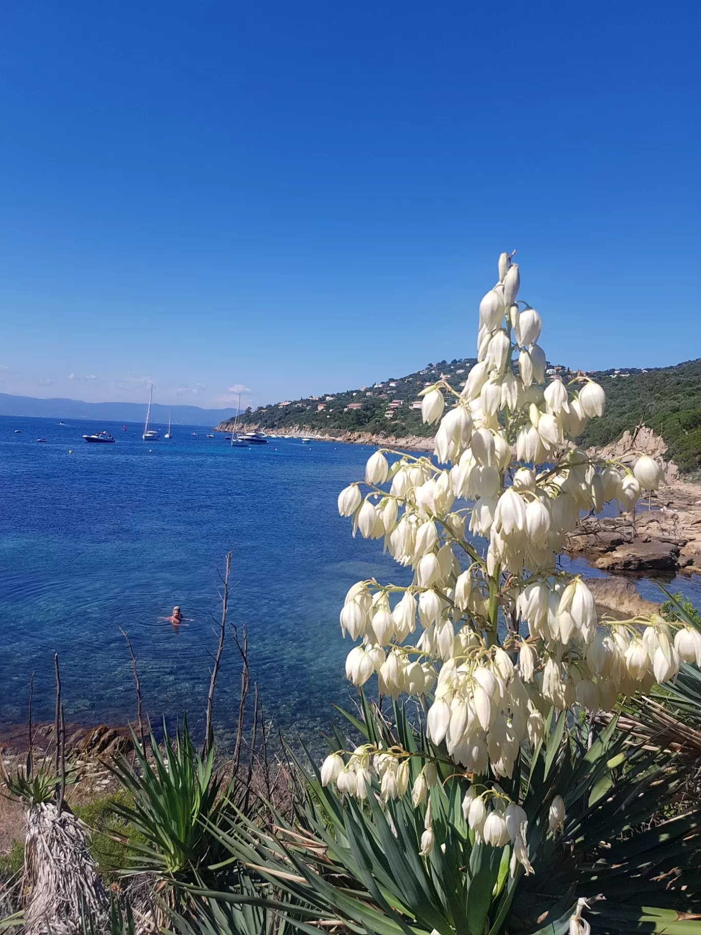 Photo of Île du Levant By Jolean Jabour