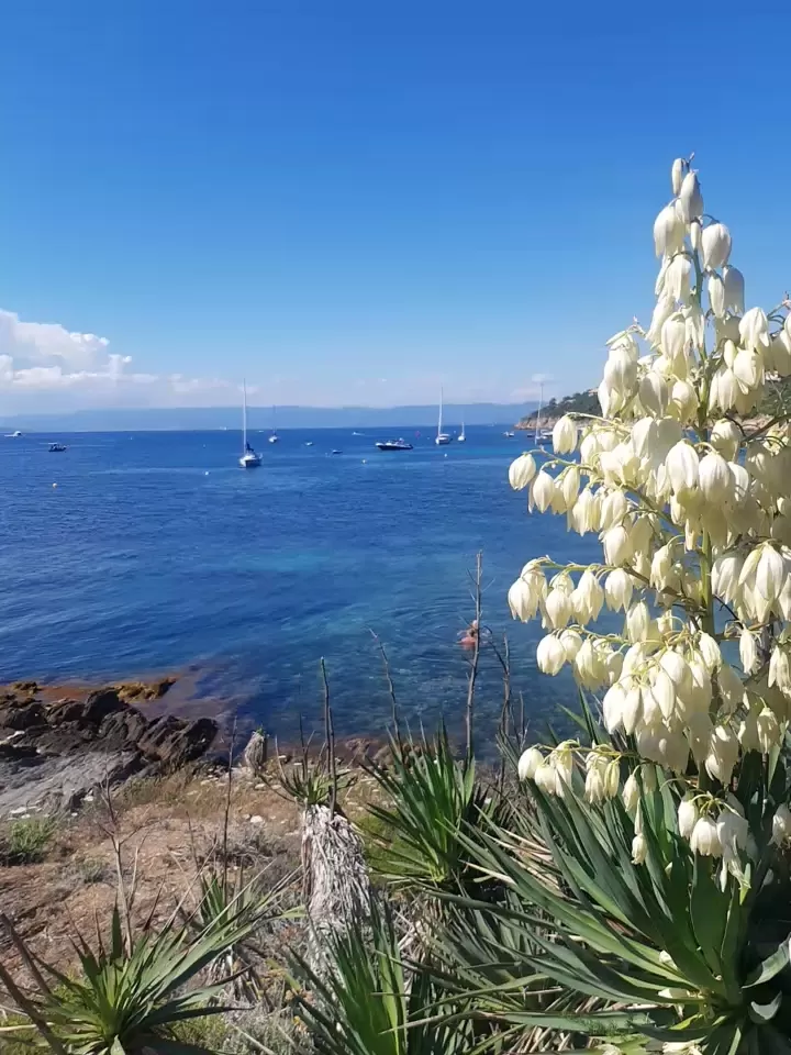 Photo of Île du Levant By Jolean Jabour