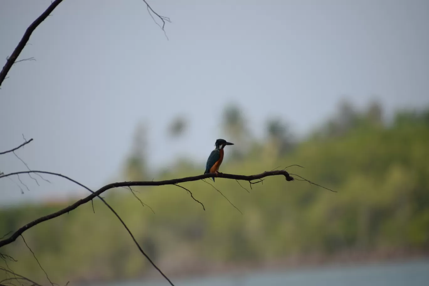 Photo of Surathkal By Deepak Basavaraju