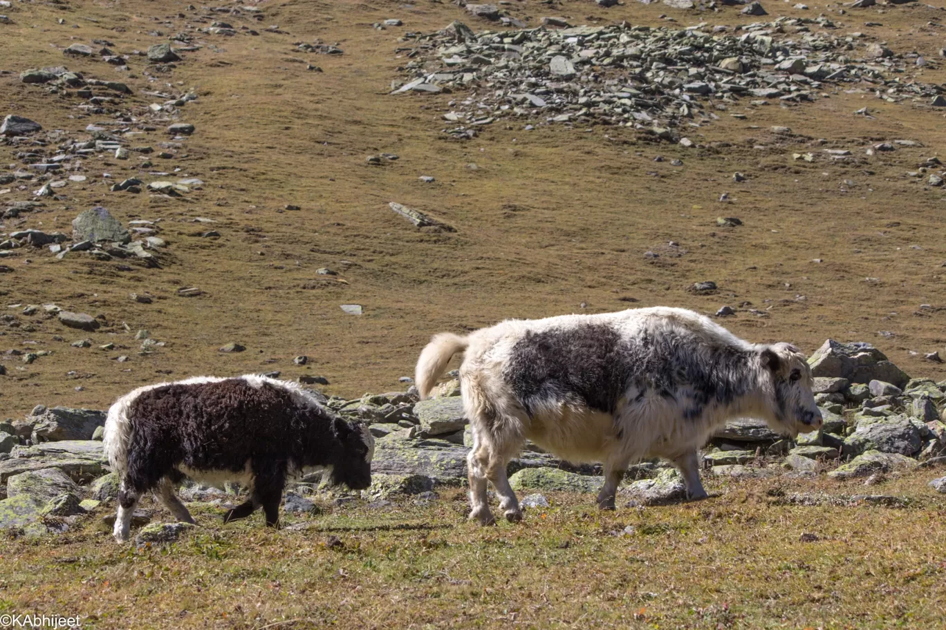 Photo of Rupin Pass By AbhiJeet