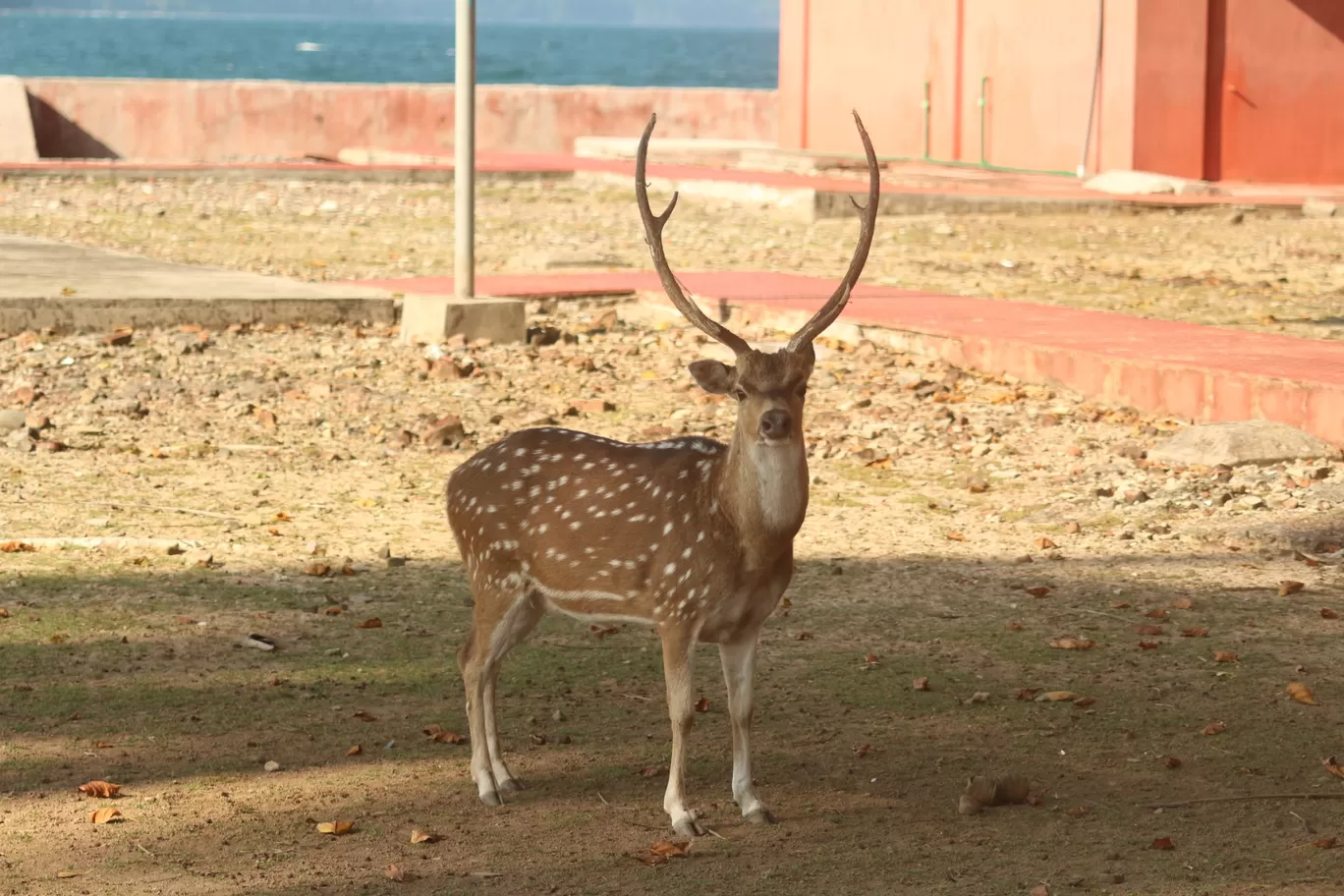 Photo of Ross Island By Dharmendra Patel