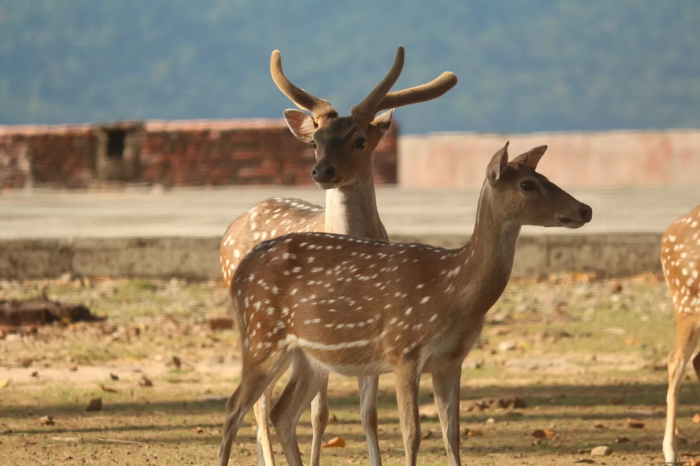 Photo of Ross Island By Dharmendra Patel