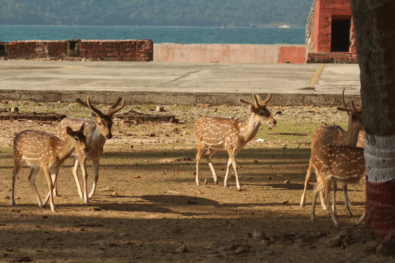 Photo of Ross Island By Dharmendra Patel