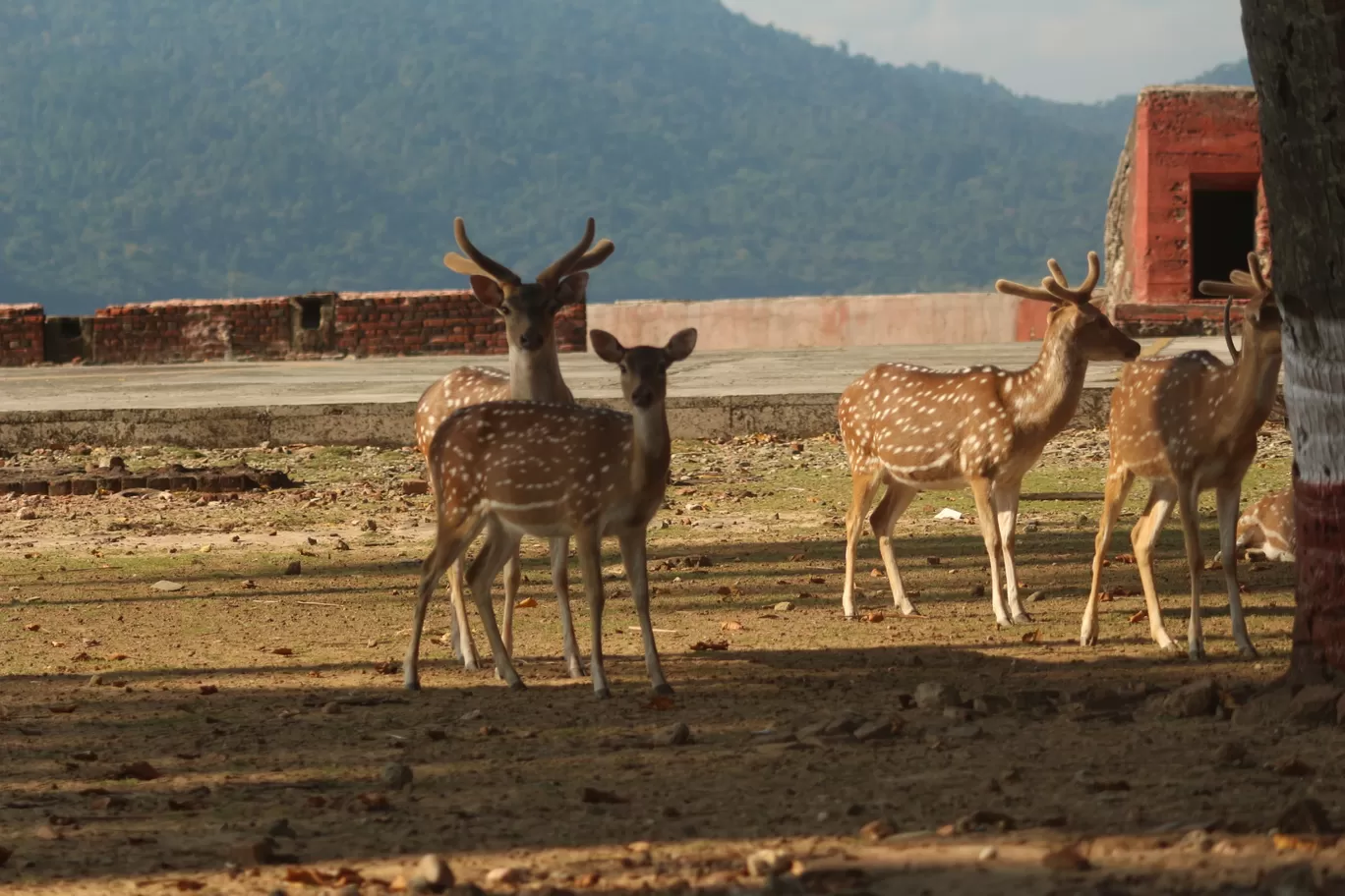 Photo of Ross Island By Dharmendra Patel