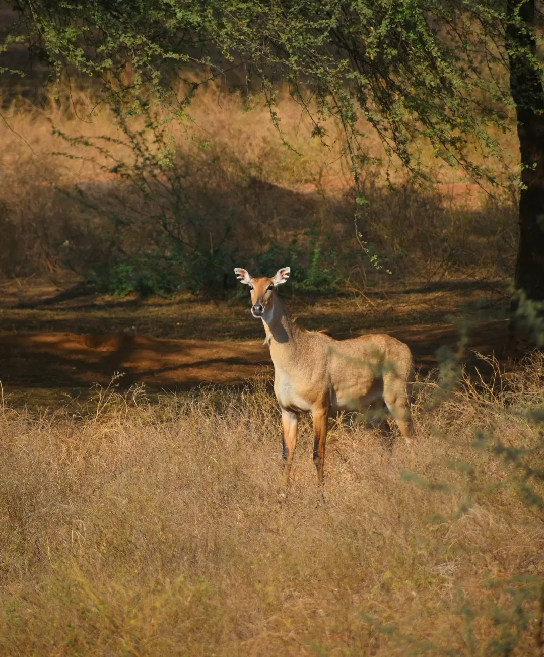 Photo of Wild life By Abhishek Shah