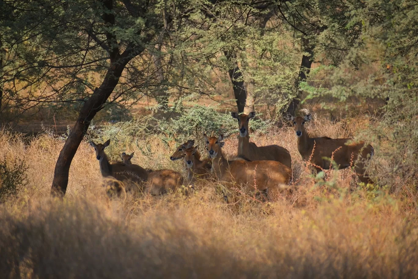 Photo of Wild life By Abhishek Shah