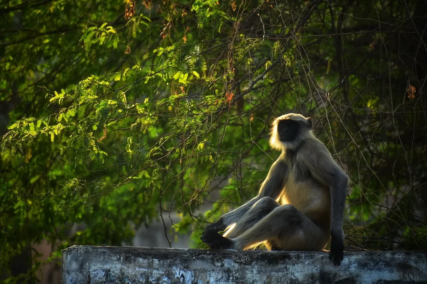 Photo of Wild life By Abhishek Shah