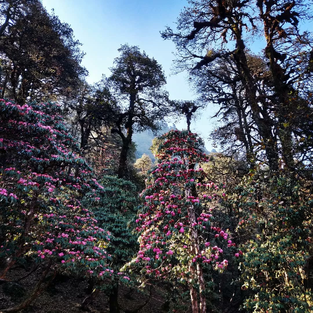Photo of Tungnath By Abhinav Sharma