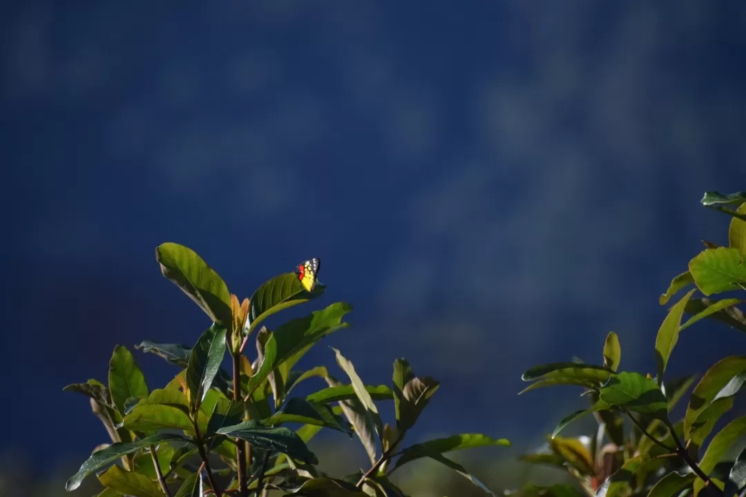 Photo of Ahaldara View Point By Poulami Bhattacharya