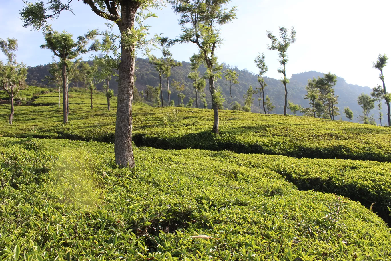 Photo of India By Anushri Bhambore