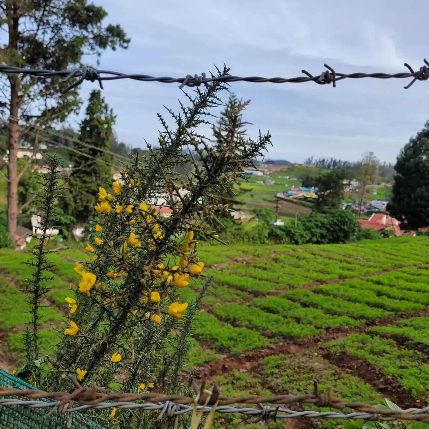 Photo of SaffronStays Milton Abbott Estate By Neha Manavi