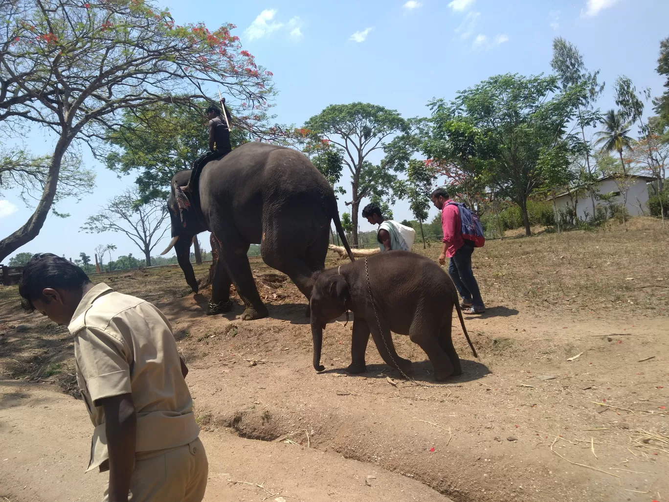 Photo of Dubare Elephant Camp By Yogeshkumar