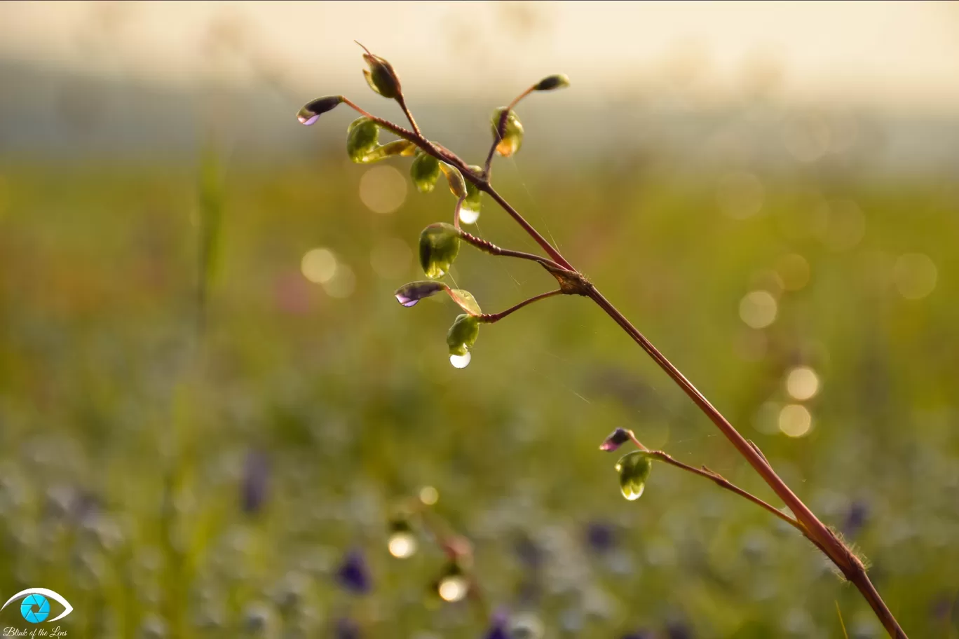 Photo of Kaas Plateau of Flowers By Mastane Musafir