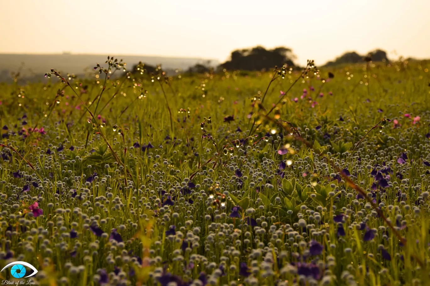 Photo of Kaas Plateau of Flowers By Mastane Musafir