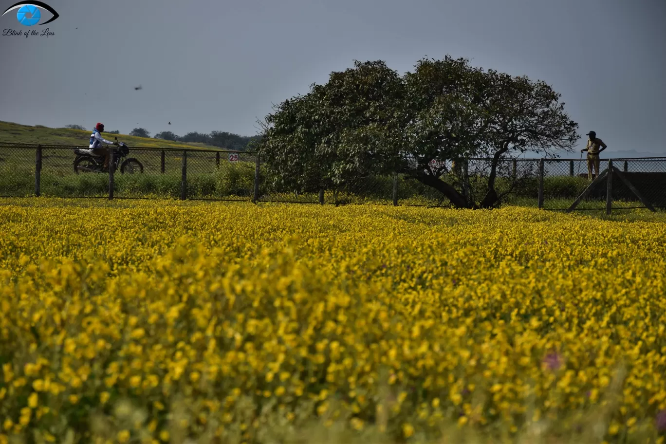 Photo of Kaas Plateau of Flowers By Mastane Musafir