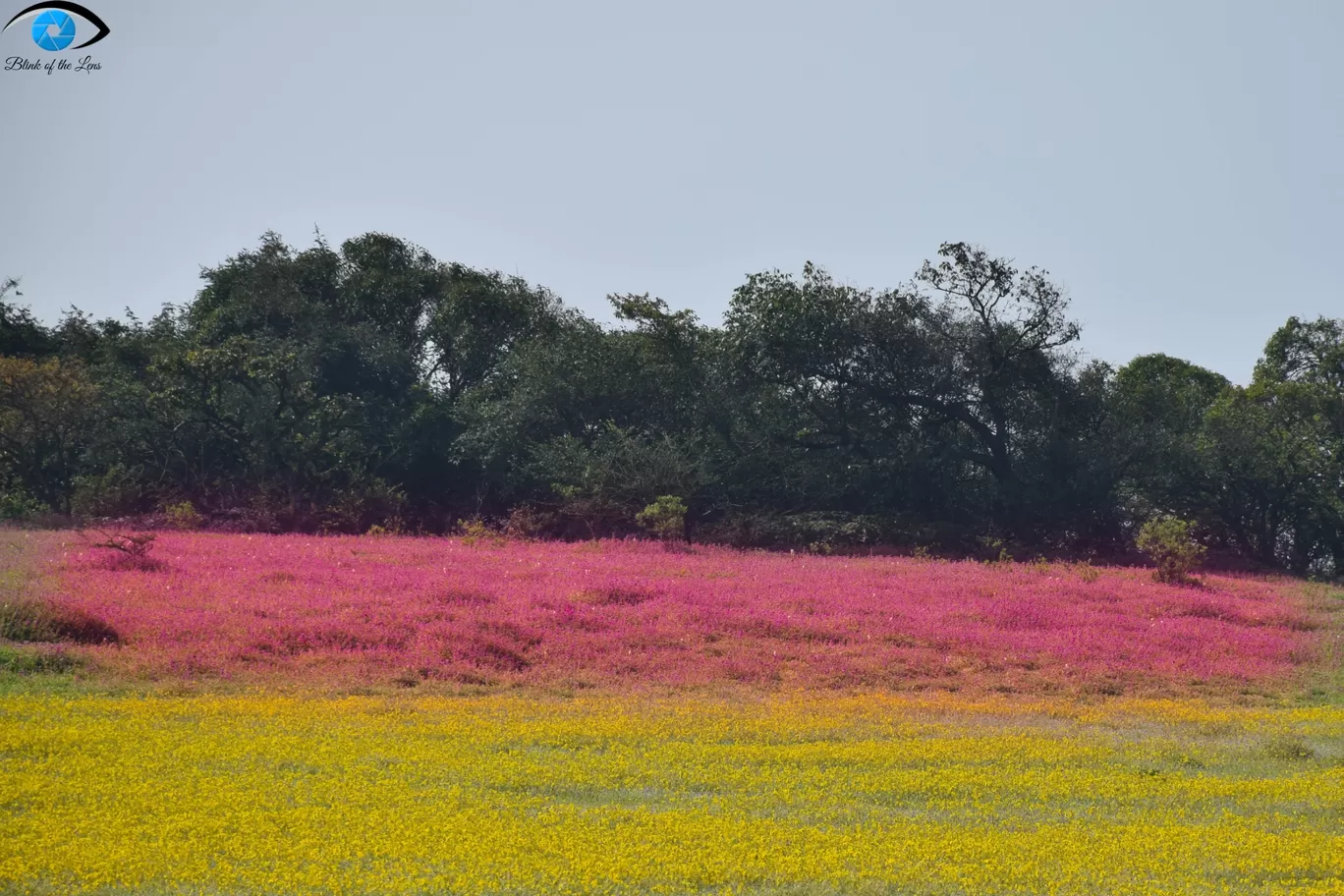 Photo of Kaas Plateau of Flowers By Mastane Musafir