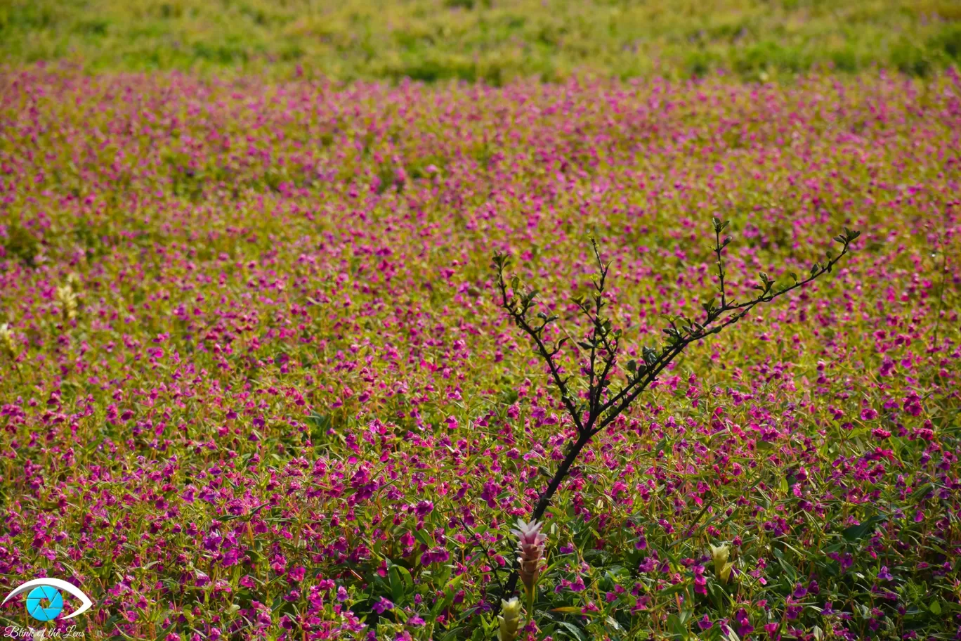 Photo of Kaas Plateau of Flowers By Mastane Musafir