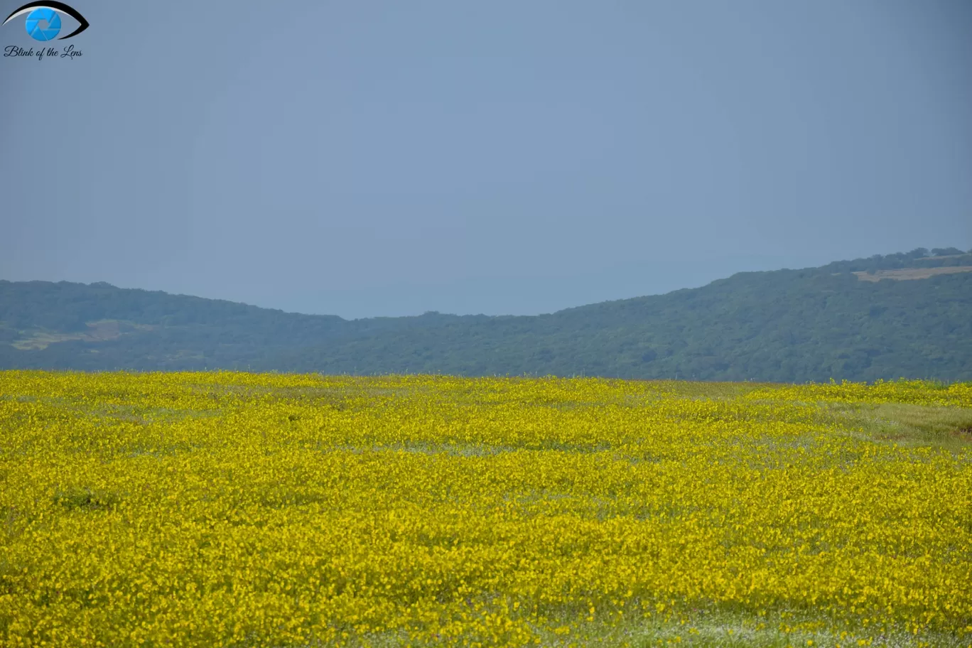 Photo of Kaas Plateau of Flowers By Mastane Musafir