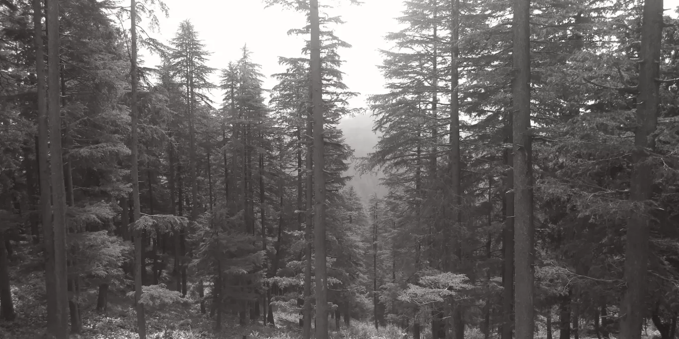 Photo of Simla By Nitin Raichandani