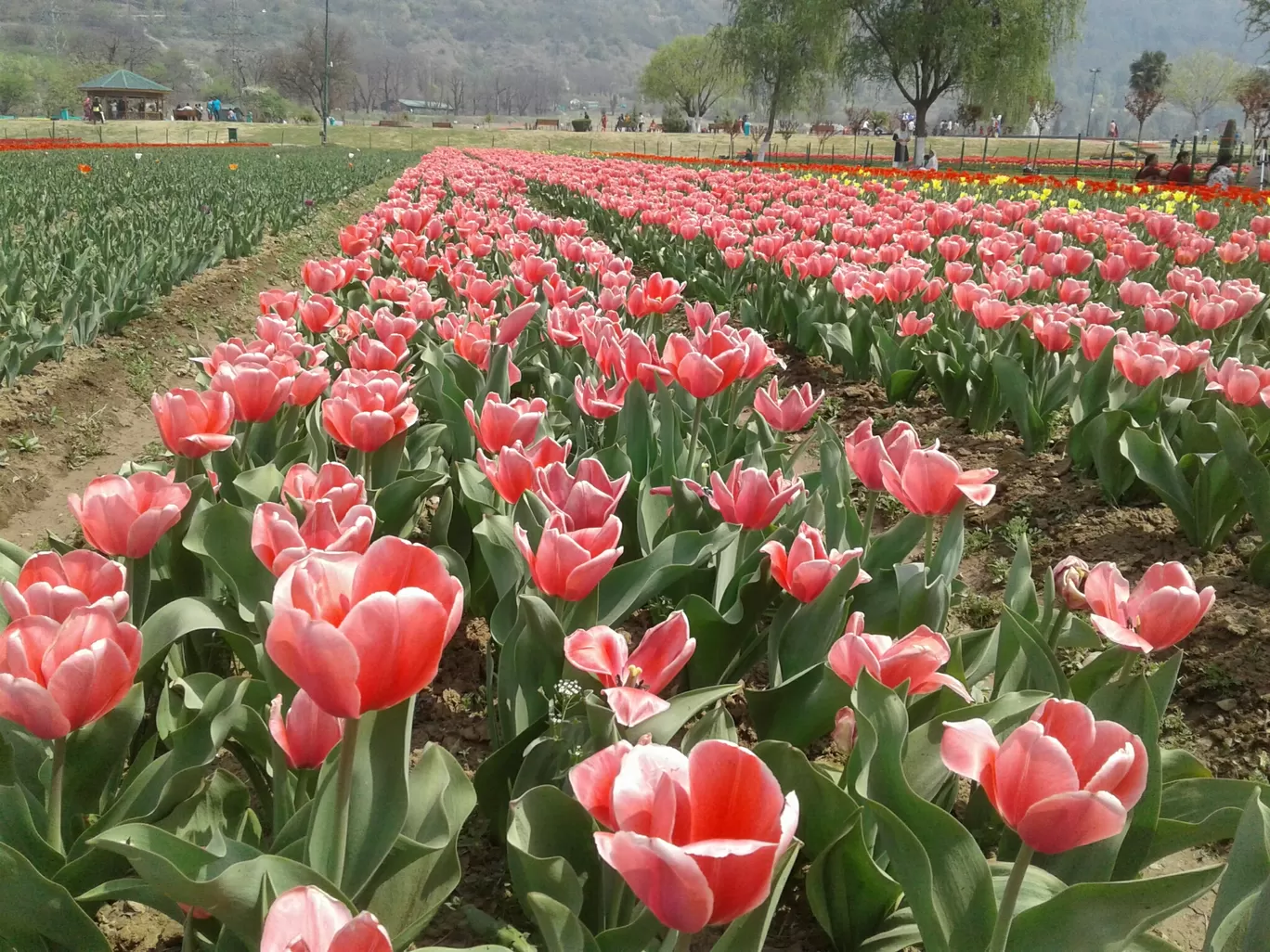 Photo of Tulip Garden By The Nomad