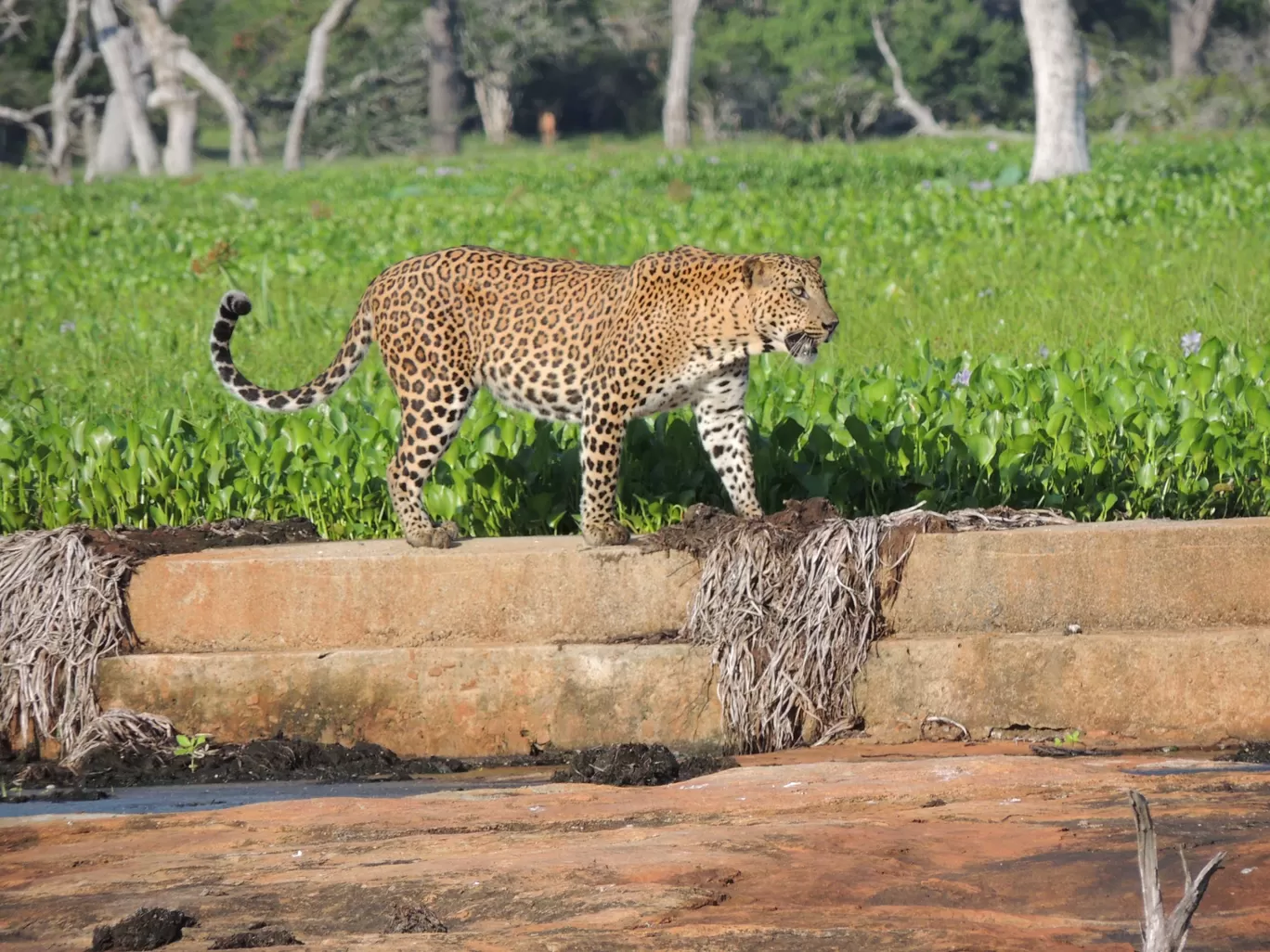 Photo of Yala National Park By Being Pahadi- A Travel Enthusiast