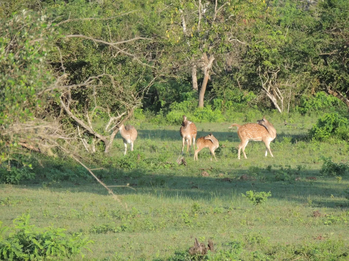 Photo of Yala National Park By Being Pahadi- A Travel Enthusiast