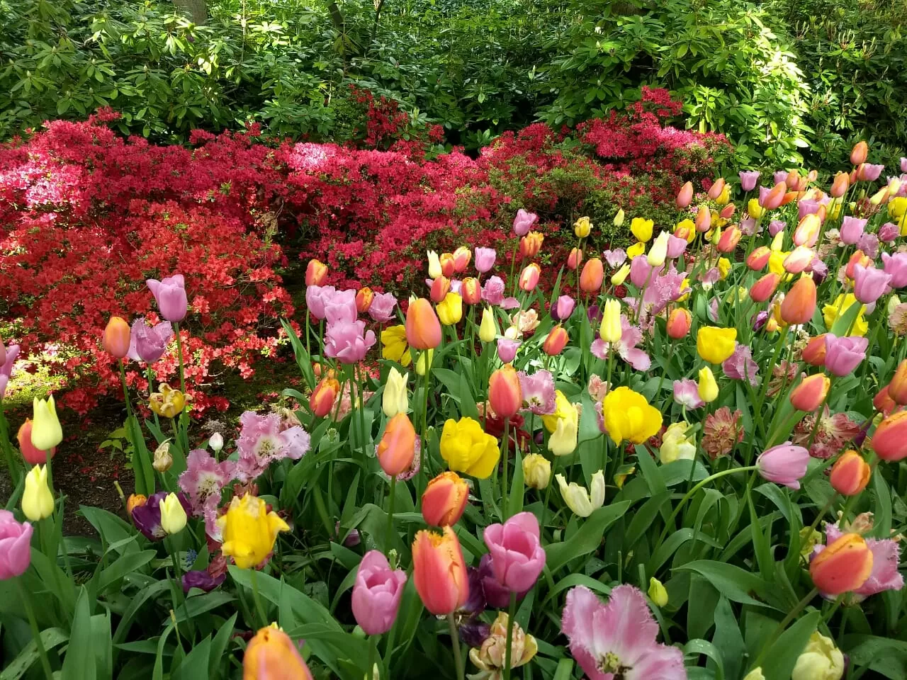 Photo of Keukenhof By Debasmita Mukhopadhyay