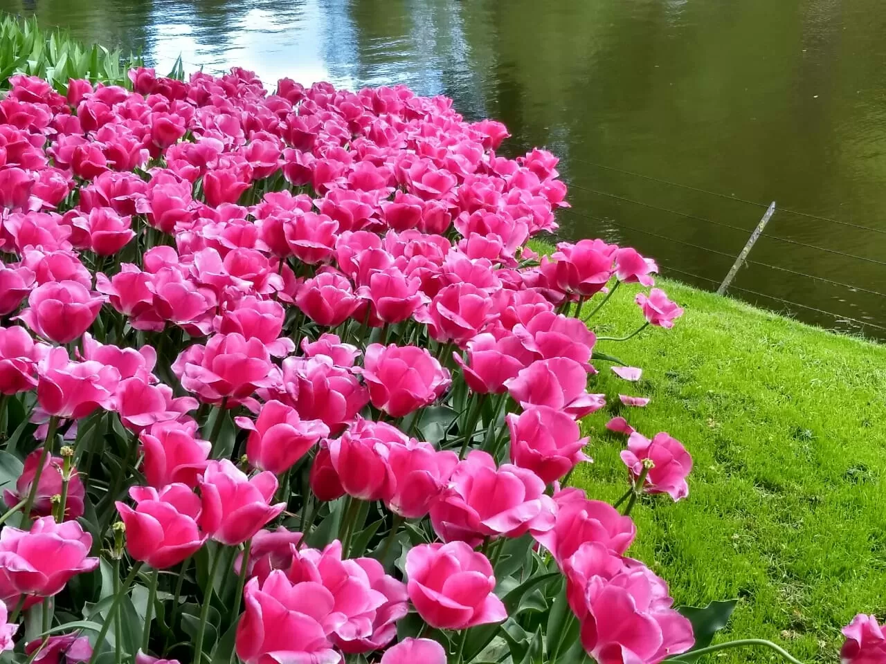 Photo of Keukenhof By Debasmita Mukhopadhyay