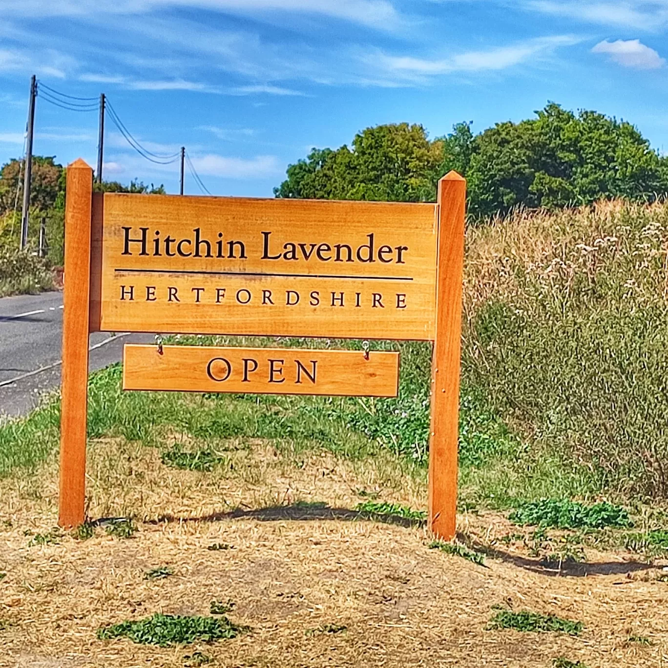 Photo of Hitchin Lavender By Meetu Varshney