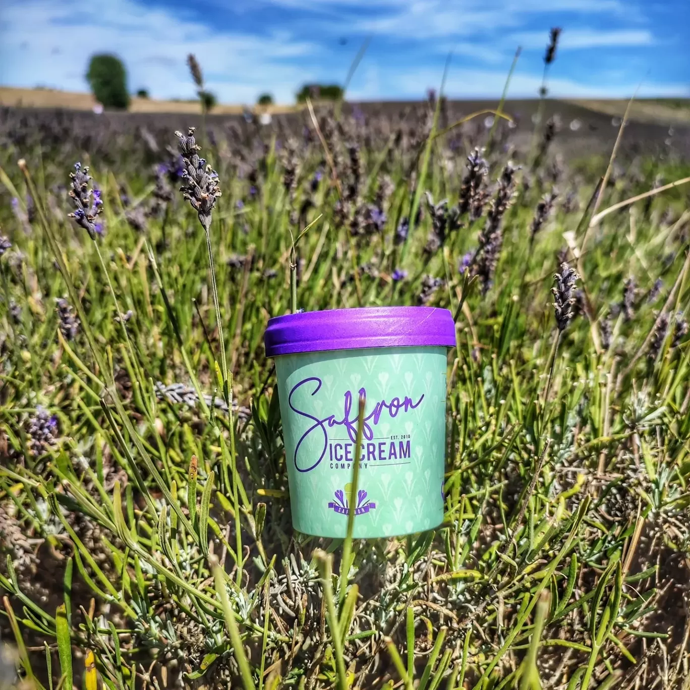Photo of Hitchin Lavender By Meetu Varshney
