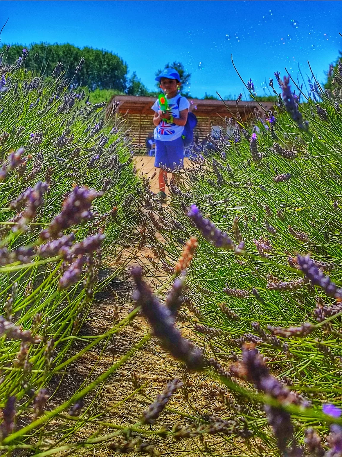 Photo of Hitchin Lavender By Meetu Varshney
