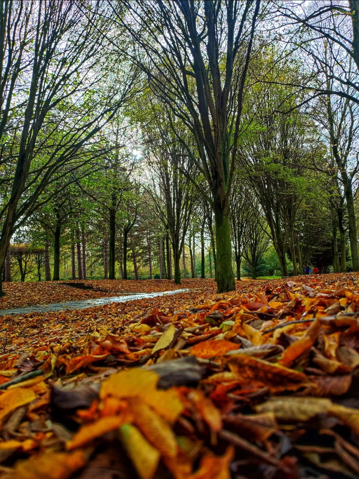 Photo of The Tree Cathedral By Meetu Varshney