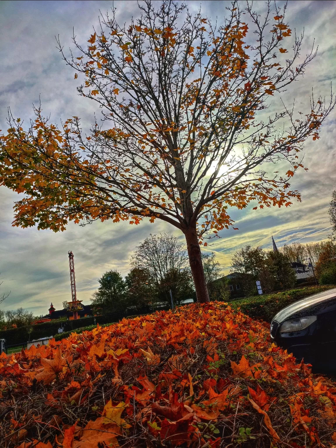 Photo of The Tree Cathedral By Meetu Varshney