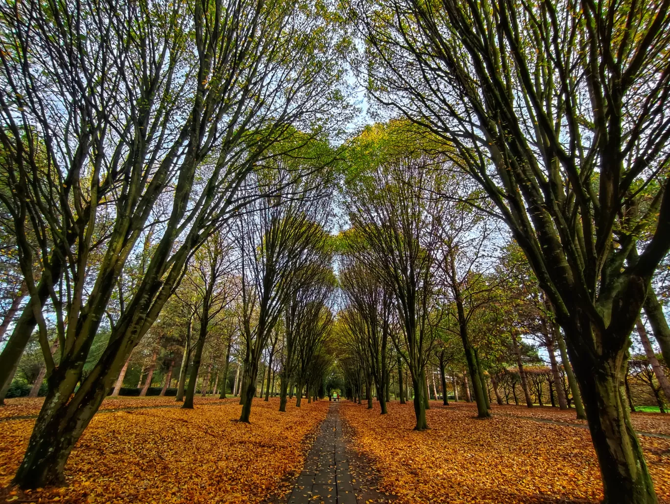 Photo of The Tree Cathedral By Meetu Varshney