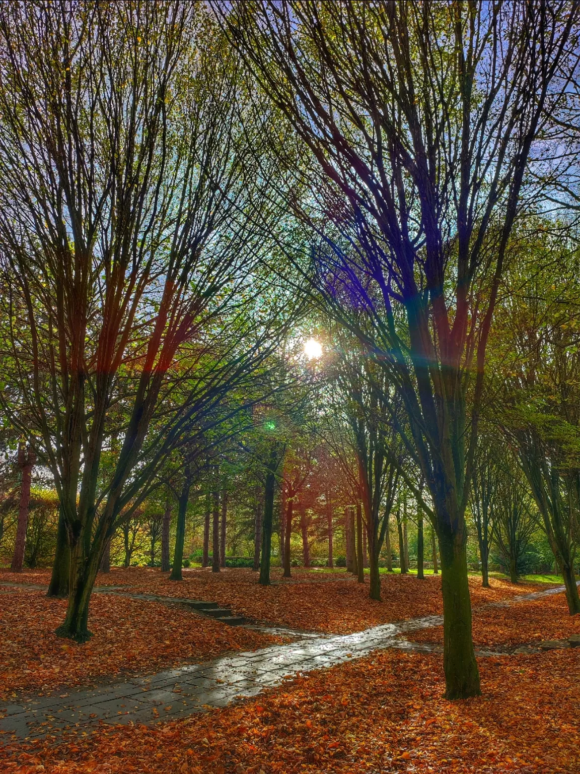 Photo of The Tree Cathedral By Meetu Varshney