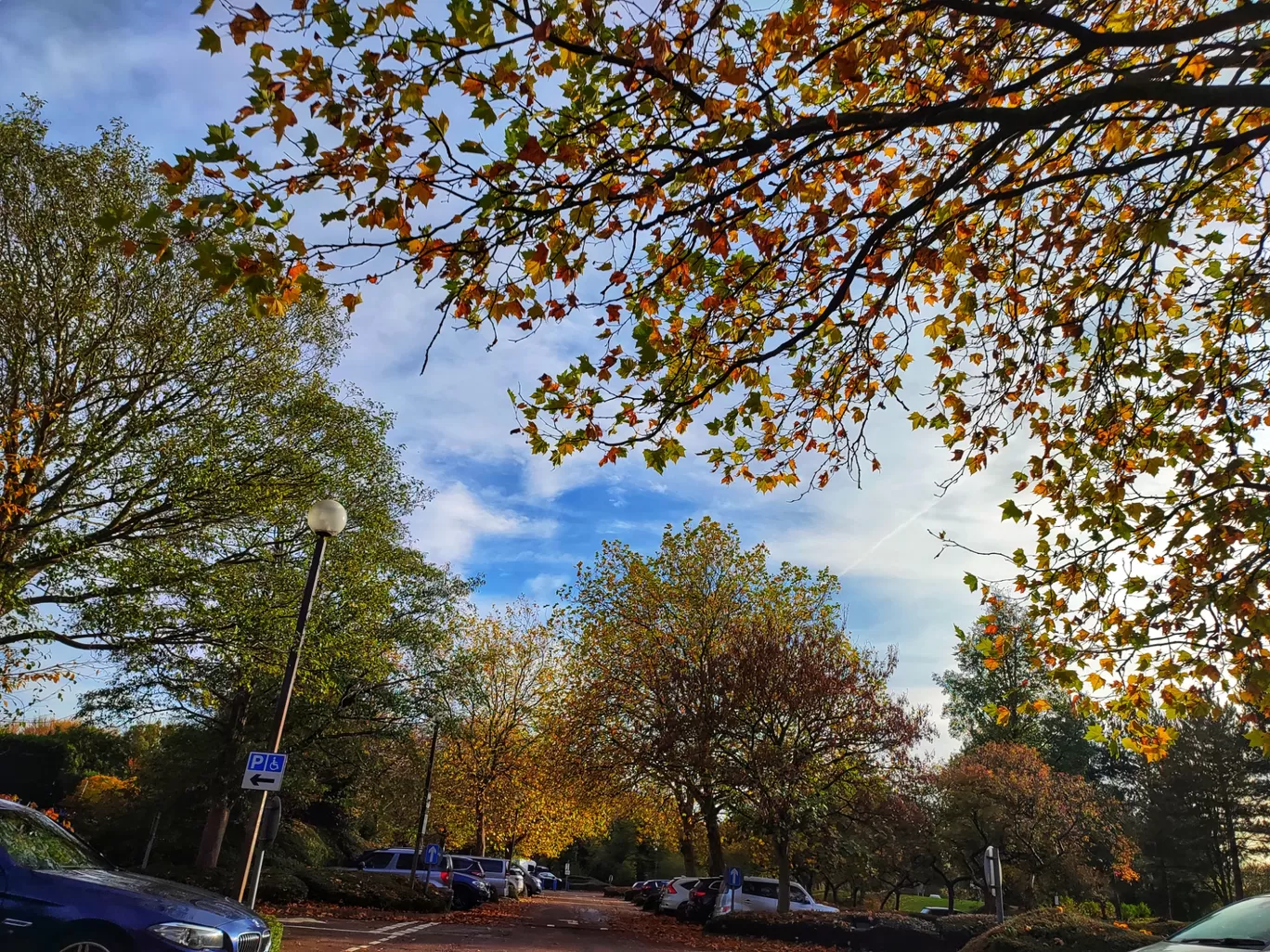 Photo of The Tree Cathedral By Meetu Varshney