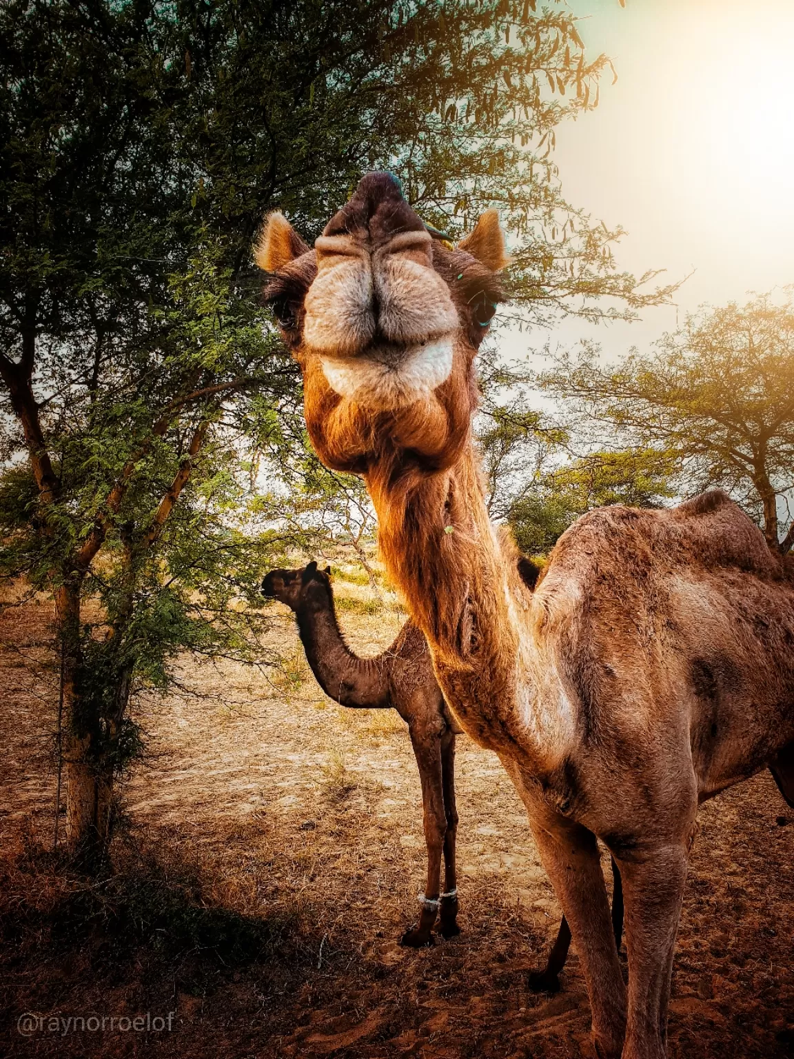 Photo of Jaisalmer By Rajeev Kaushal