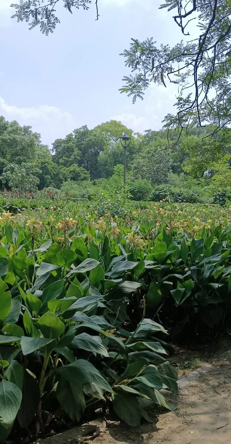 Photo of Sunder Nursery By keep roaming the world 