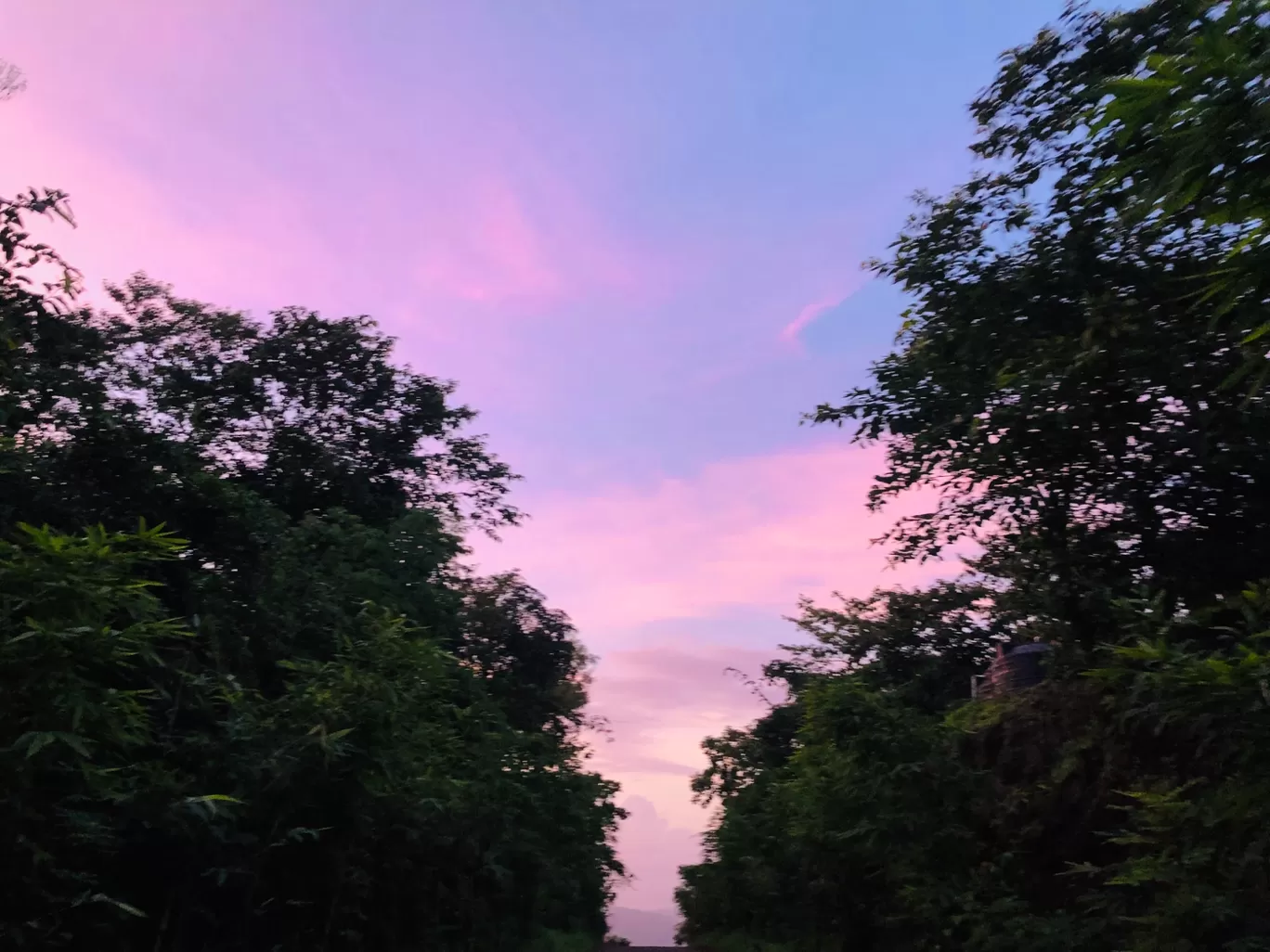 Photo of Forest Hills at Tala By Nirmala Phadtare