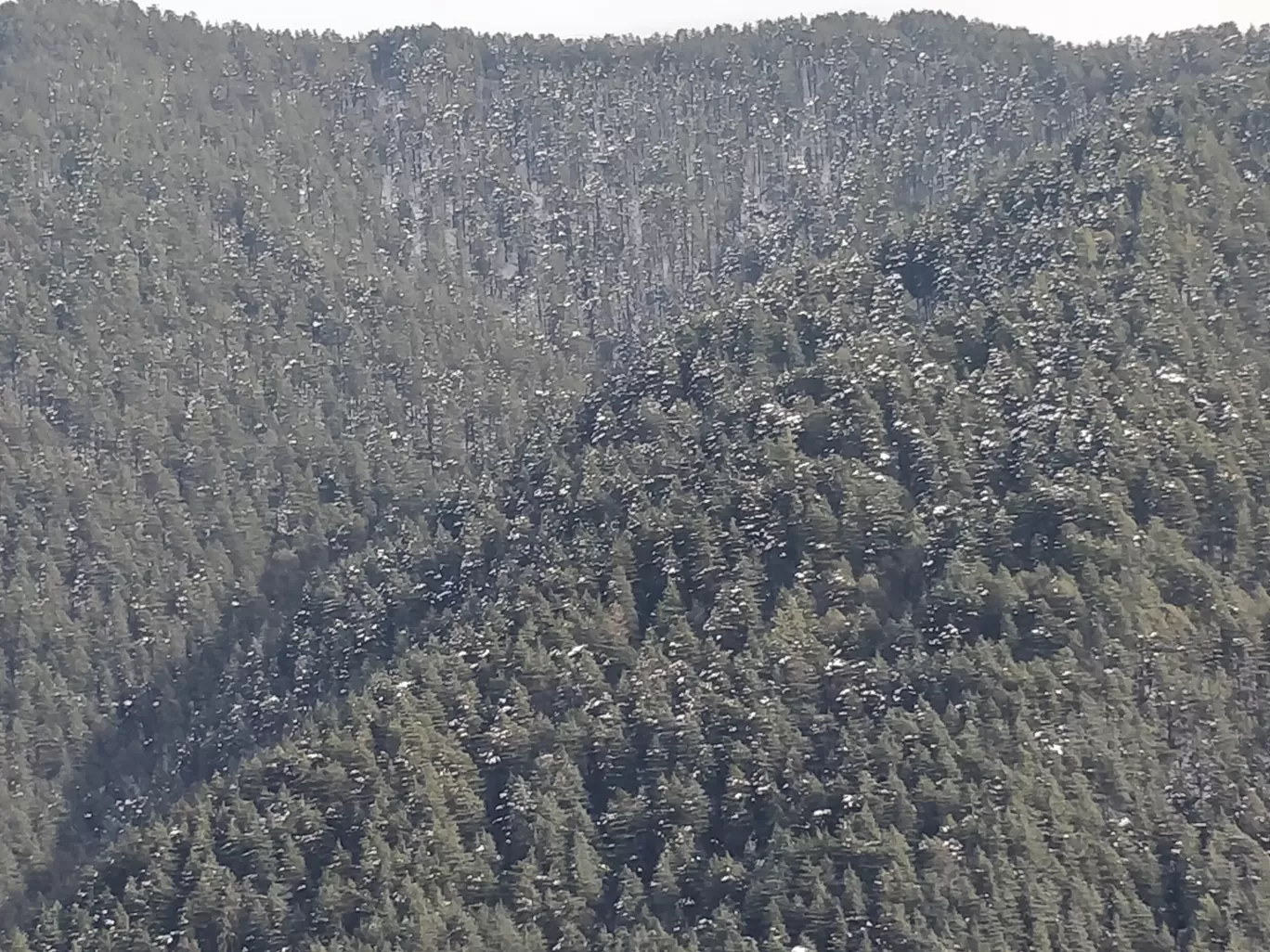 Photo of Nature beauty in shimla By Stuti