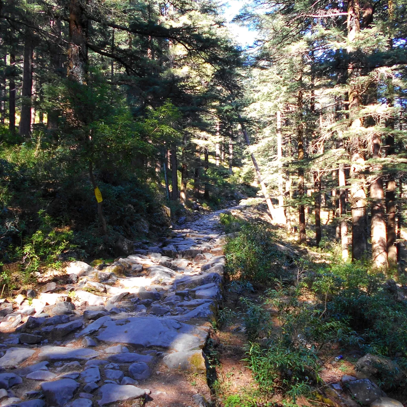 Photo of Triund By Ipsita Ghosh
